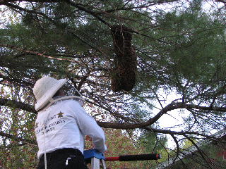 Capturing a swarm